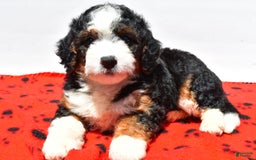 Mini Bernedoodle dogs for sale: River - Image 2
