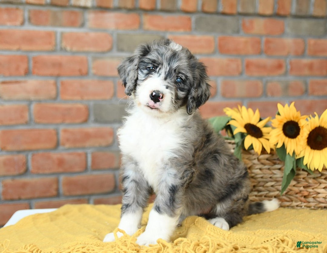 Bernedoodle dogs for sale: Sequoia - Image 2