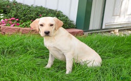 Labrador Retriever dogs for sale: Bird - Image 2