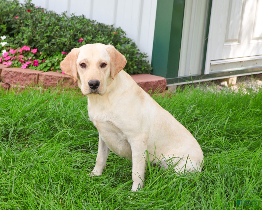 Labrador Retriever dogs for sale: Bird - Image 2