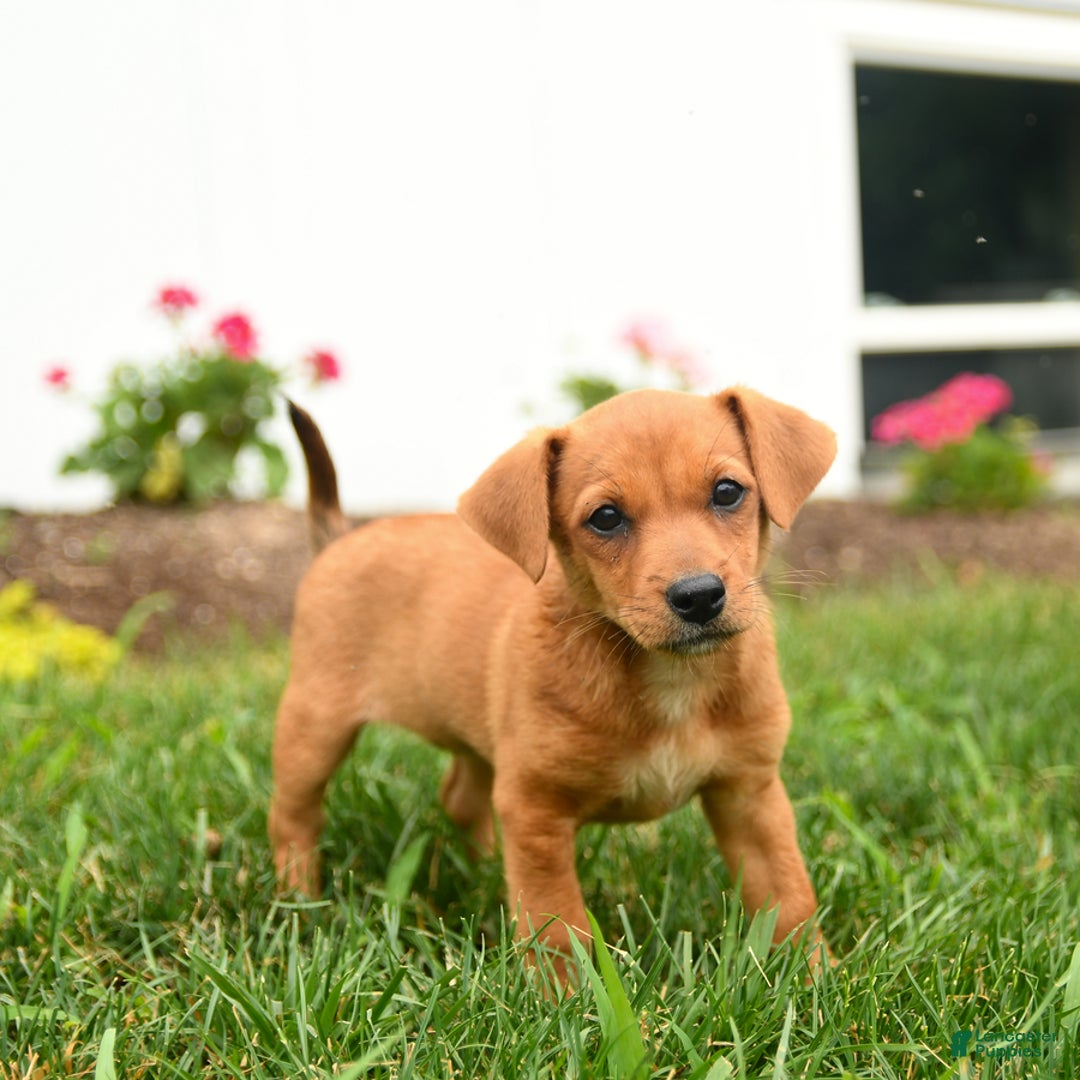 Jack Russell Terrier dogs for sale: Kisses - Image 2