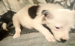 Border Collie dogs for sale: Dreami - Image 14