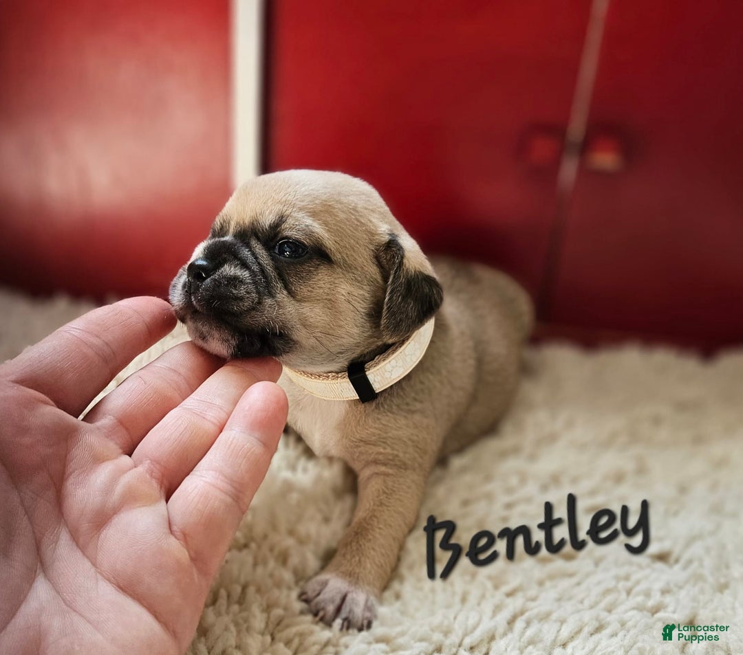 Puggle dogs for sale: Bentley - Image 4