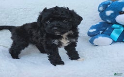 Toy Poodle dogs for sale: Tyler - Image 5