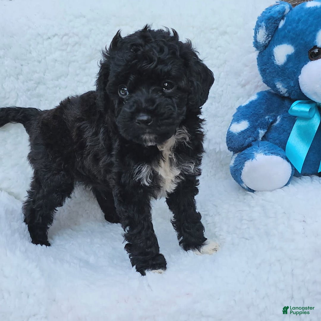 Toy Poodle dogs for sale: Tyler - Image 5