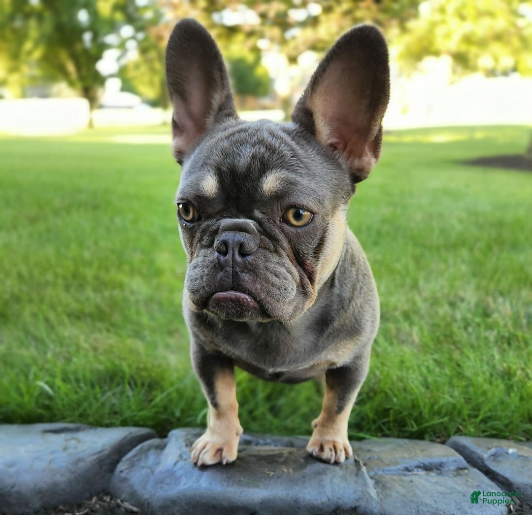 French Bulldog dogs for sale: Emma - Image 4