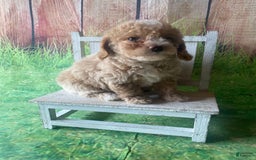Mini Goldendoodle dogs for sale: Lani - Image 8