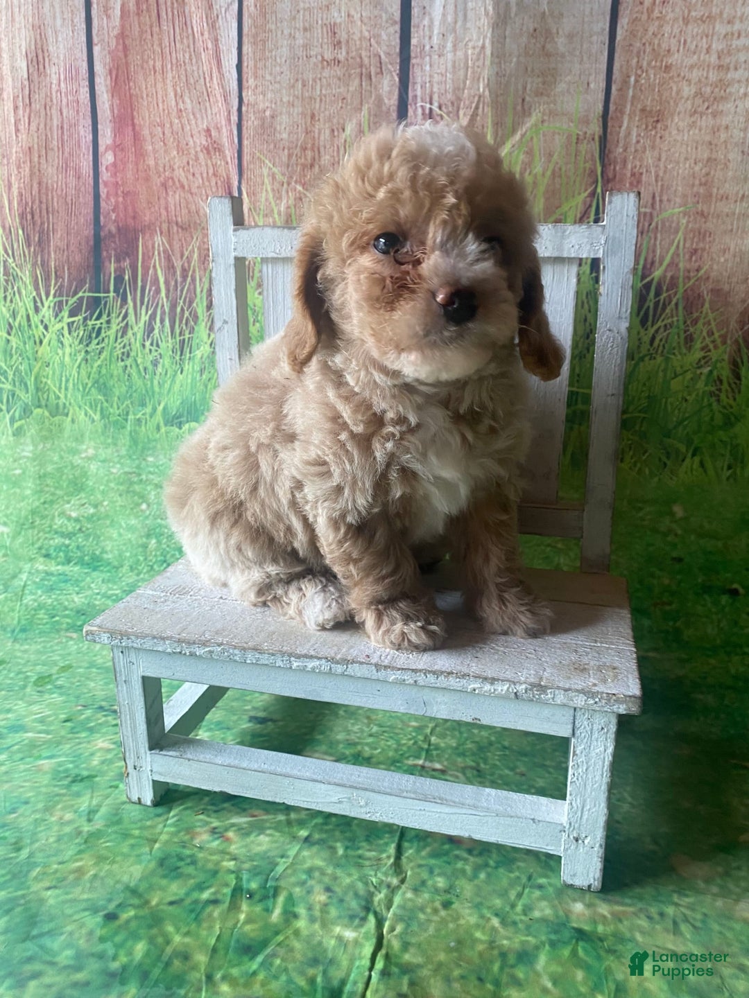 Mini Goldendoodle dogs for sale: Lani - Image 8