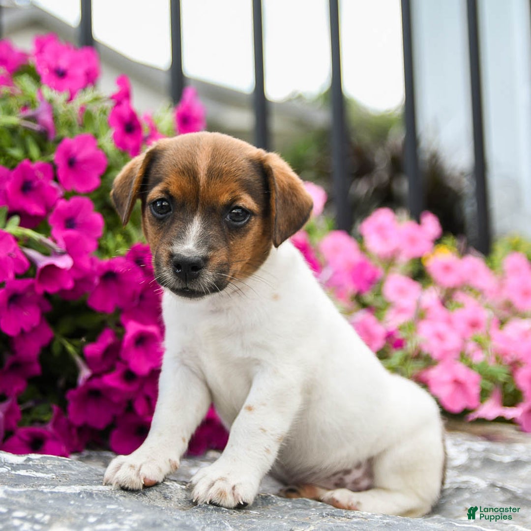 Jack Russell Terrier dogs for sale: Jem - Image 3