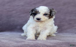 Goldendoodle dogs for sale: Oakland - Image 2