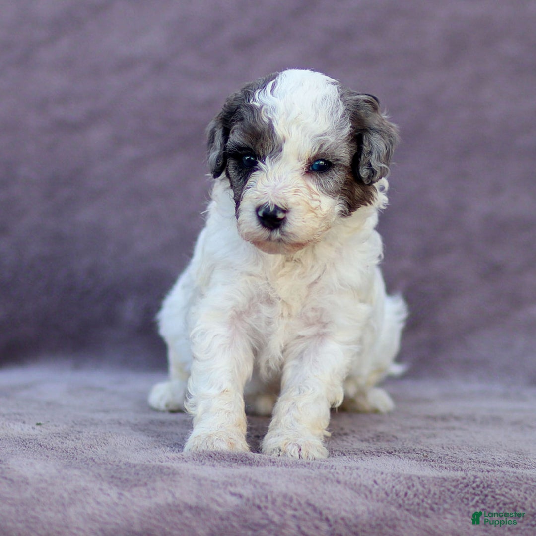Goldendoodle dogs for sale: Oakland - Image 2