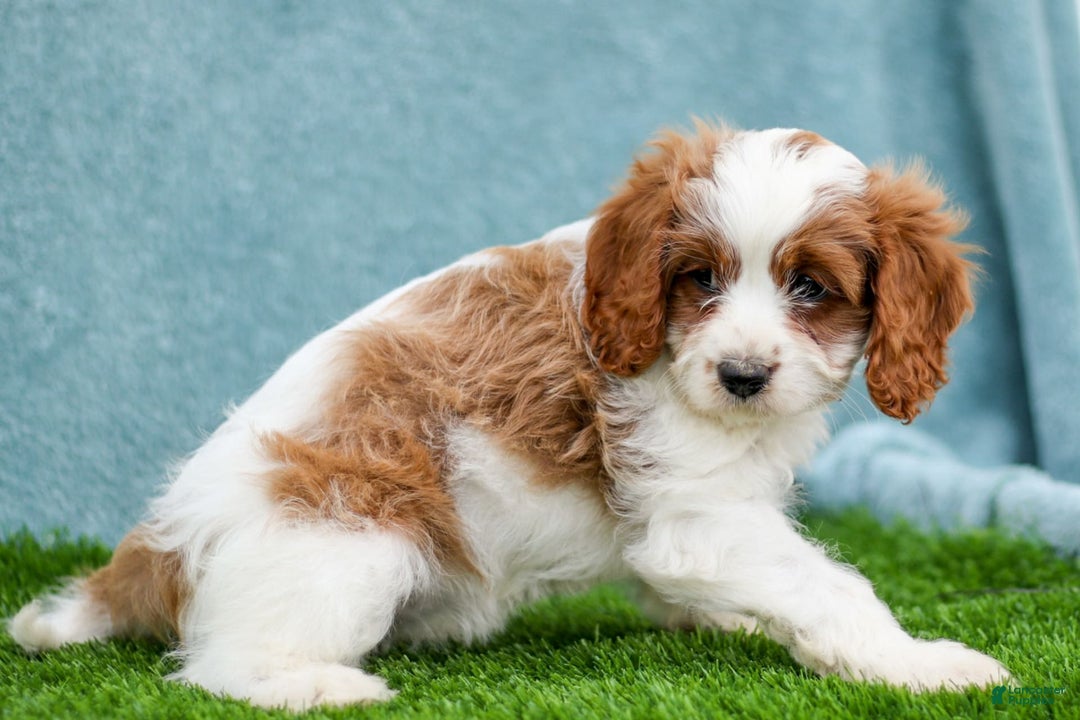 Cavapoo dogs for sale: Molly - Image 2