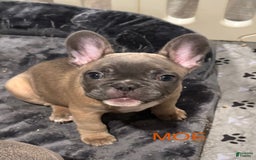 French Bulldog dogs for sale: Zeus - Image 10