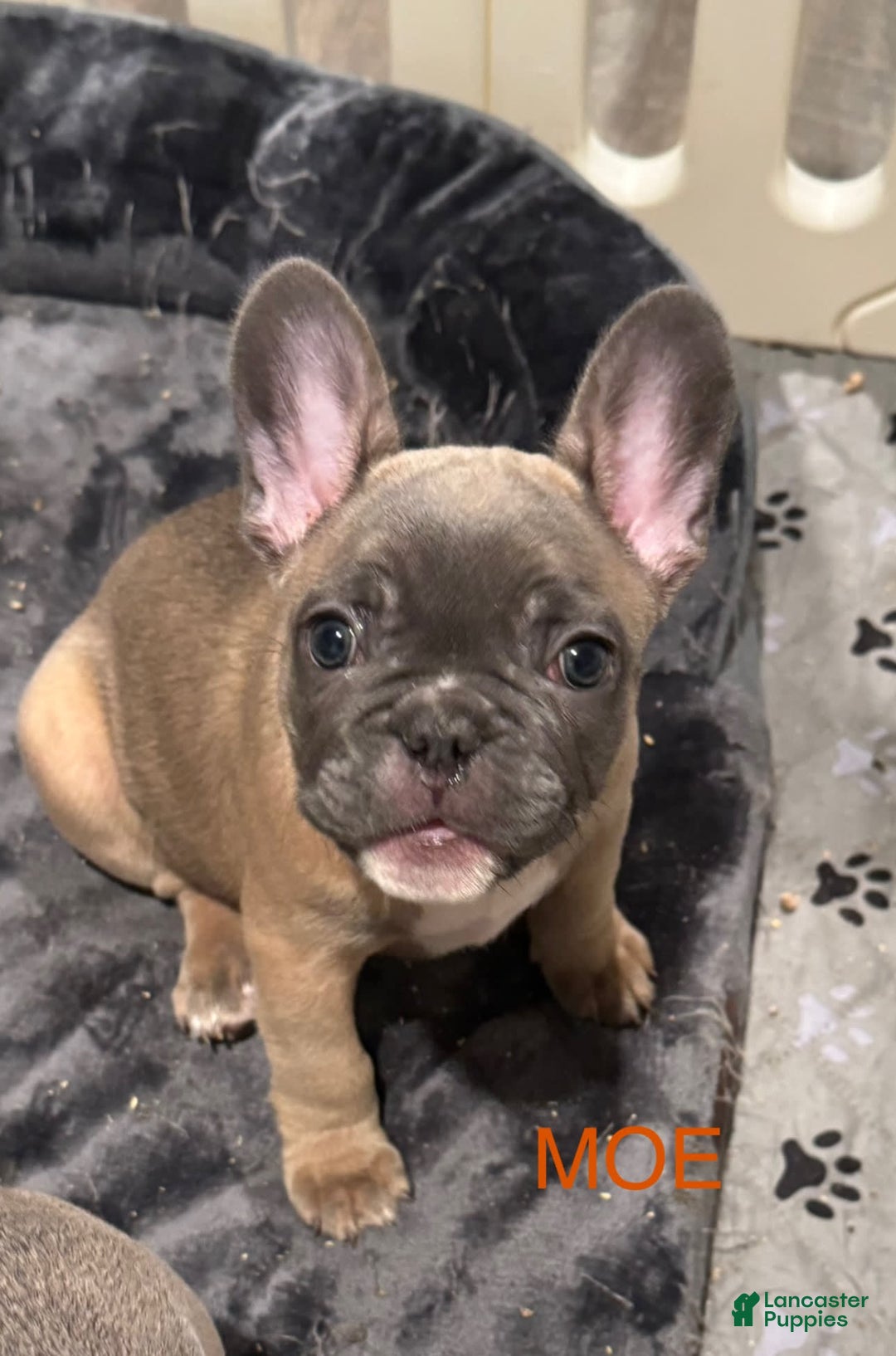 French Bulldog dogs for sale: Zeus - Image 10