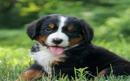Bernese Mountain Dog dogs for sale: Snoopy - Image 24