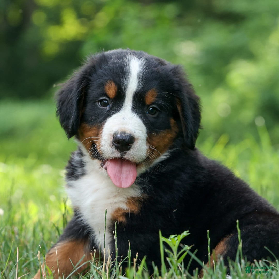 Bernese Mountain Dog dogs for sale: Snoopy - Image 24