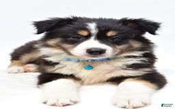 Australian Shepherd dogs for sale: Reese - Image 2