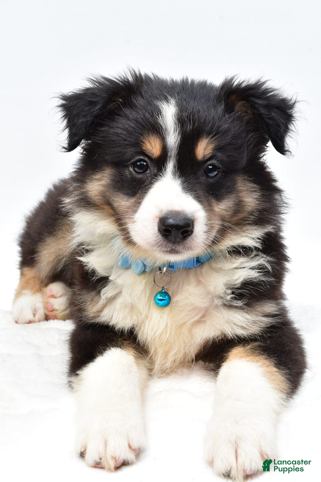 Australian Shepherd dogs for sale: Reese - Image 2