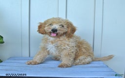 Mini Goldendoodle dogs for sale: Muppet - Image 8
