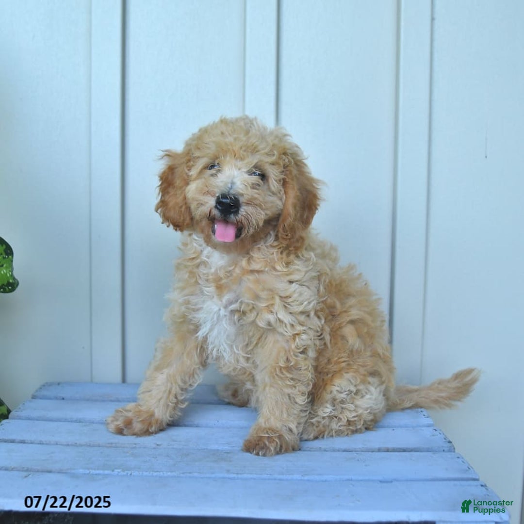 Mini Goldendoodle dogs for sale: Muppet - Image 8