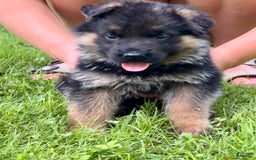 German Shepherd dogs for sale: Lavender collar - Image 1