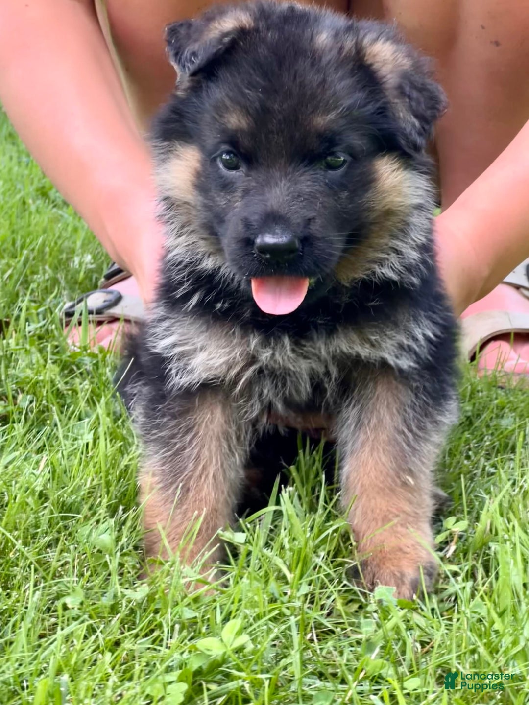 German Shepherd dogs for sale: Lavender collar - Image 1
