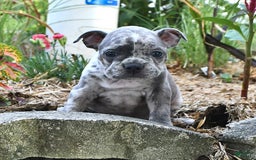 Frenchton dogs for sale: Parker - Image 10