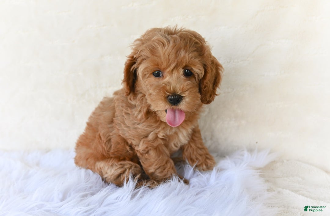 Cockapoo dogs for sale: Cockapoo 5 puppies - Image 26