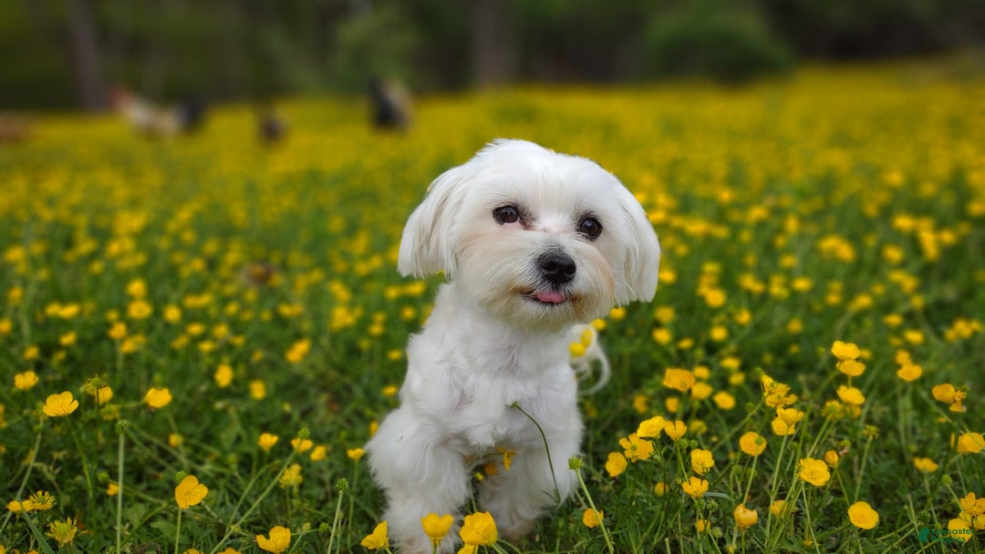 Morkie dogs for sale: Rare Babydoll Spark - Image 15