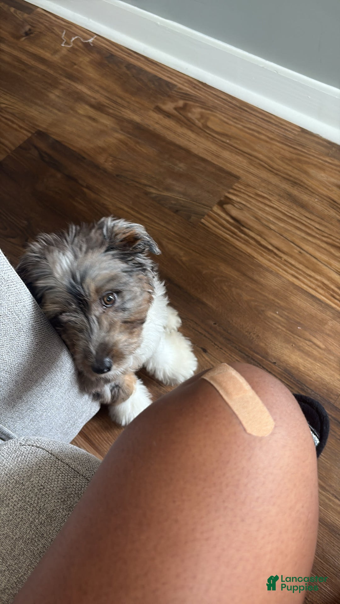 Aussiedoodle dogs for sale: Kofi - Image 2