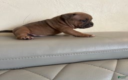 American Bully dogs for sale: Bob - Image 3