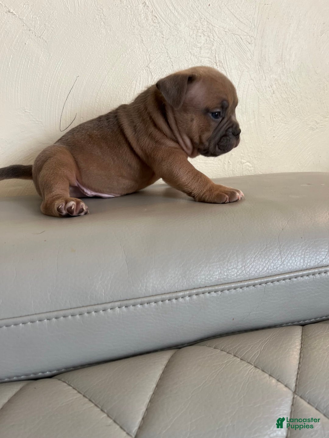 American Bully dogs for sale: Bob - Image 3