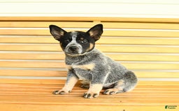 Australian Cattle Dog dogs for sale: Muffin - Image 8