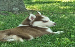 Siberian Husky dogs for sale: Oakley - Image 1