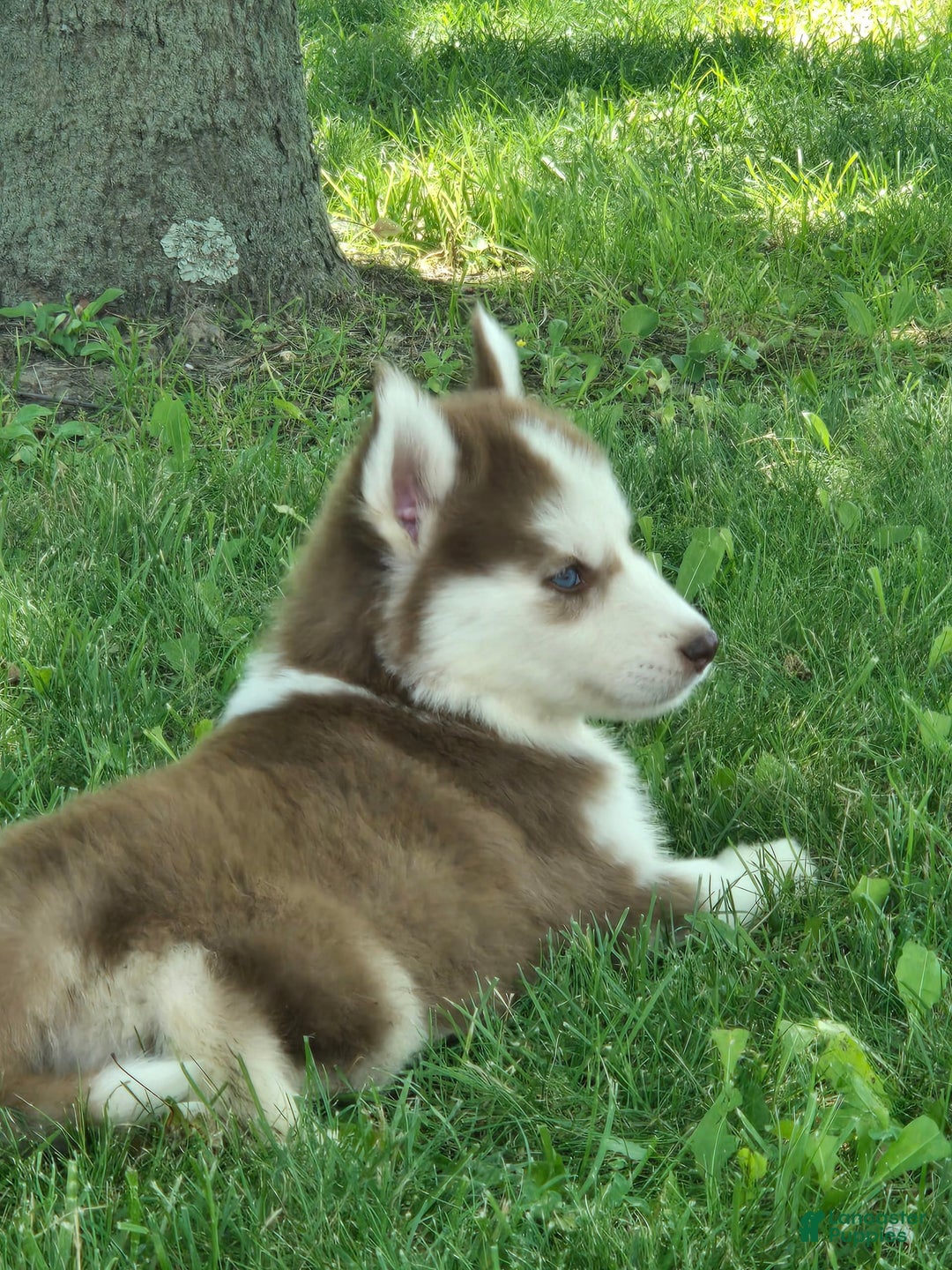 Siberian Husky dogs for sale: Oakley - Image 1