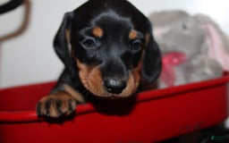 Dachshund dogs for sale: Raven Boy 1 - Image 11