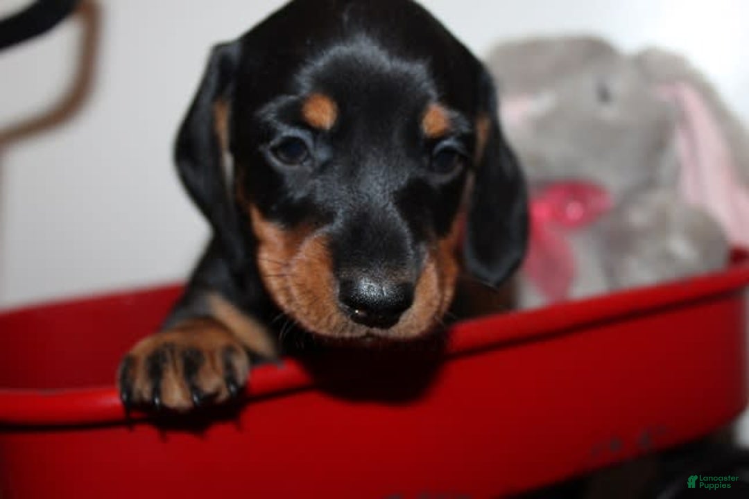Dachshund dogs for sale: Raven Boy 1 - Image 11