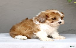 Shihpoo dogs for sale: Darla - Image 2