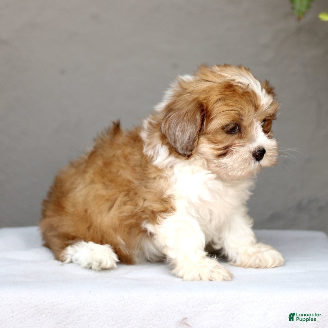 Shihpoo dogs for sale: Darla - Image 2
