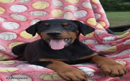 Doberman Pinscher dogs for sale: Betty - Image 1