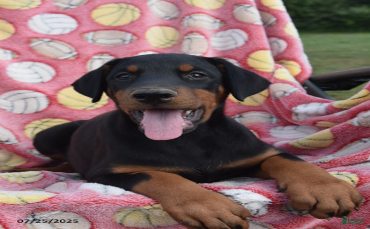 Doberman Pinscher dogs for sale - Ad 1