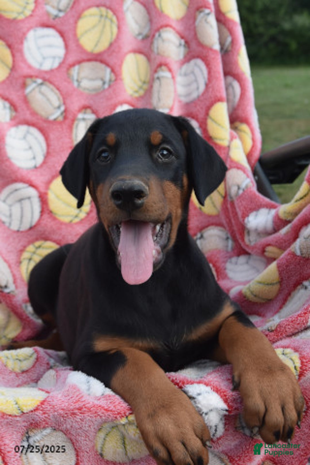 Doberman Pinscher dogs for sale: Betty - Image 1