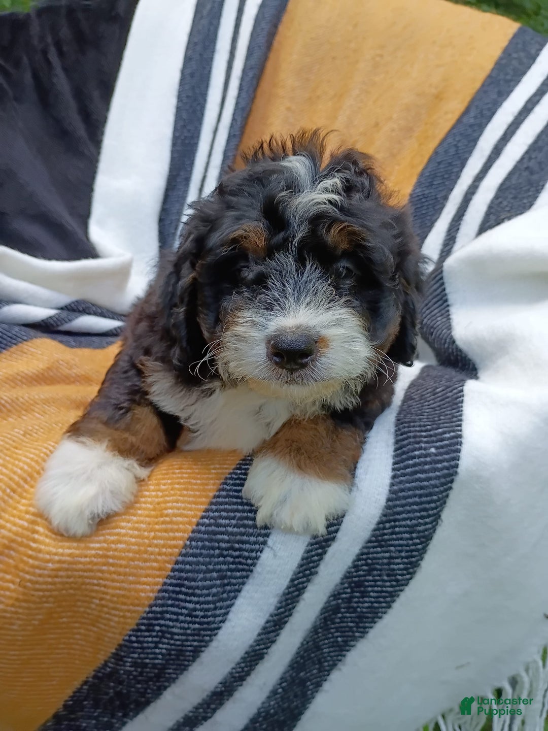 Mini Bernedoodle dogs for sale: Hershey - Image 3