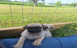 Pug dogs for sale: Pug 3 puppies - Image 2
