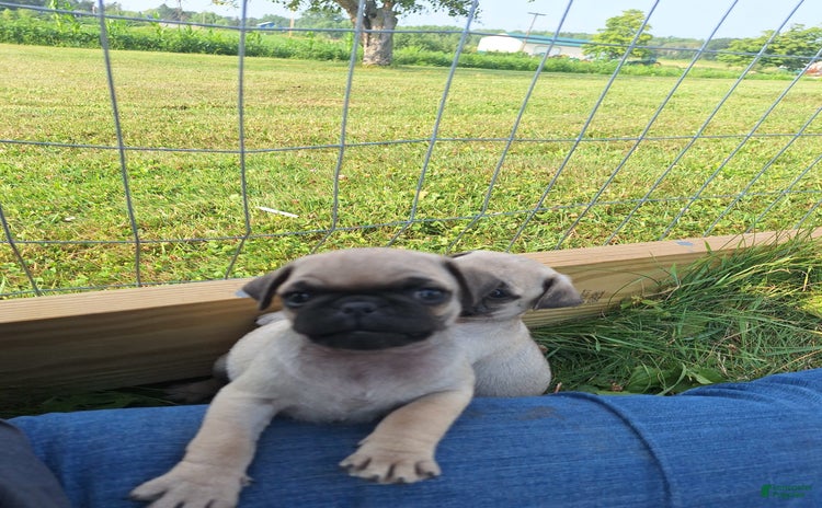 Pug dogs for sale - Ad 5