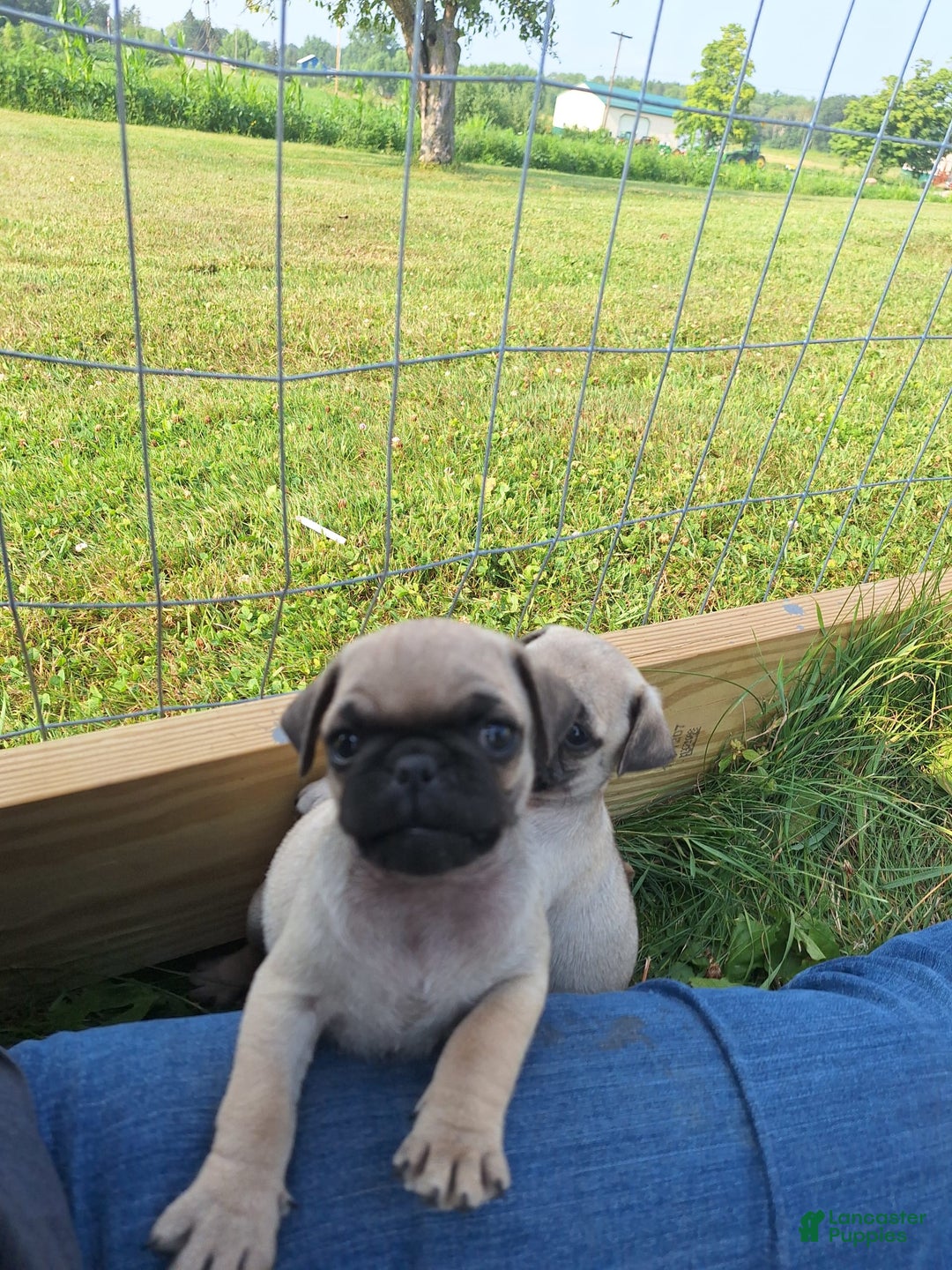 Pug dogs for sale: Pug 3 puppies - Image 2