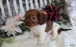 Miniature Dachshund dogs for sale: Gloria - Image 3