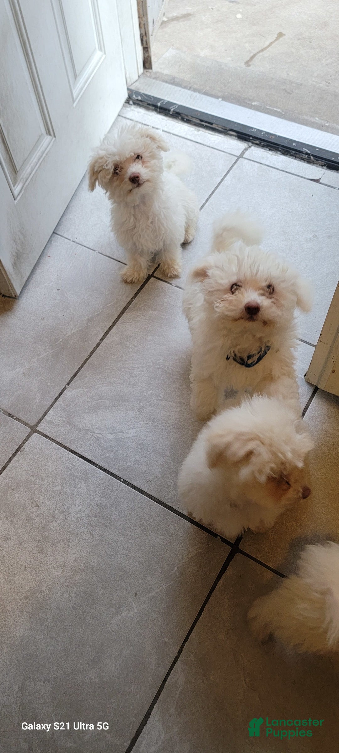 Bichon Frise dogs for sale: Pixo - Image 6