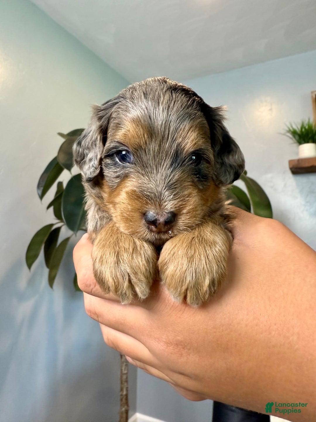 Mini Goldendoodle dogs for sale: Noah - Health tested - Image 4