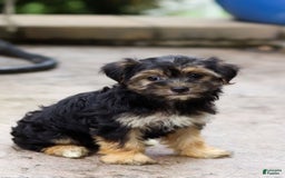 Morkie dogs for sale: Janis - Image 4